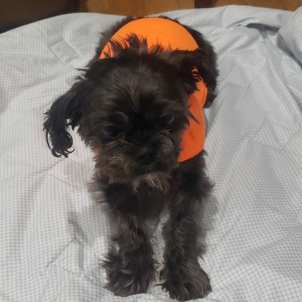 Dog coat reversible